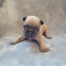 Girl 2 - Blue fawn female French Bulldog puppy in Neosho, Missouri from Norris Frenchies