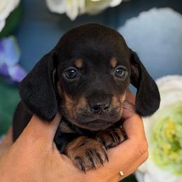 Tiny Girl Tilly - Black and tan female Dachshund puppy in North Branch, Michigan from Monarch Miniature Dachshunds