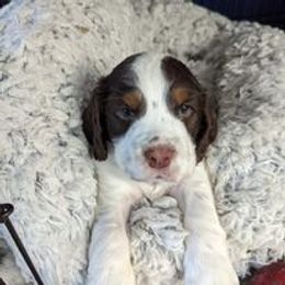 English Springer Spaniel Puppies from Ledge N' Tree English Springer Spaniels