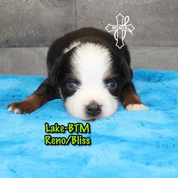 Lake - Black tri male Miniature American Shepherd puppy in Elgin, Oregon from Cross L Miniature American Shepherds