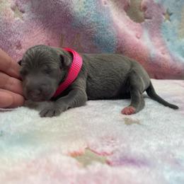 Misty - Blue female Italian Greyhound puppy in Lancaster, Missouri from White Stone Ranch