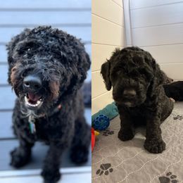 Bernedoodle and Cockapoo Puppies from Doodles of Joy