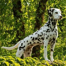 Parker - Dalmatian