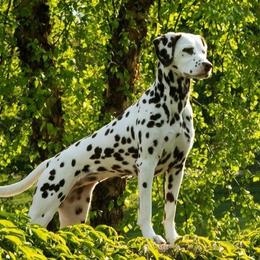 Parker - Dalmatian
