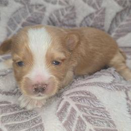 Dark Blonde Male - Gold male Yorkshire Terrier puppy in Lakeland, Florida from You Me & The Yorkies