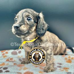 Ella - Brindle female Dachshund puppy in Houston, Texas from Texas Regal Dachshunds LLC