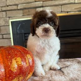 Lafayette - Sable male Cockapoo puppy in Holton, Indiana from MoonShine Babies / OZ