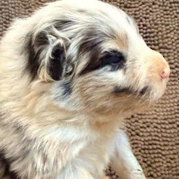 Colsie - Blue merle female Australian Shepherd puppy in Grove, Oklahoma from Dollface Aussies