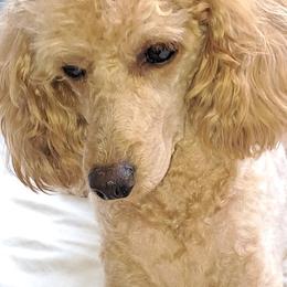Ginger - Poodle