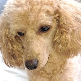 Ginger - Poodle