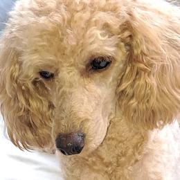 Ginger - Poodle