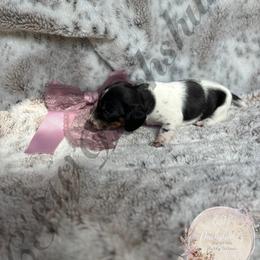 Dachshund Puppies from CSW Dachshunds