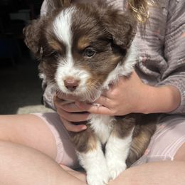Toy Australian Shepherd Puppies from Kagarice Family