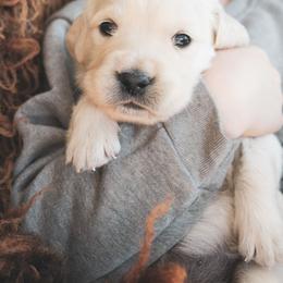 Peppermint - Light golden female Golden Retriever puppy in Mason, Michigan from Sweet Breeze Acres