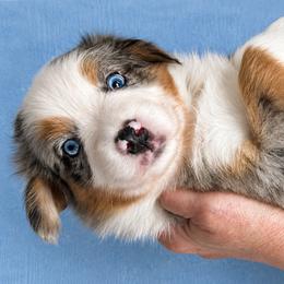Ash - Blue merle female Australian Shepherd puppy in Marshall, Virginia from Aussie Tales Farm