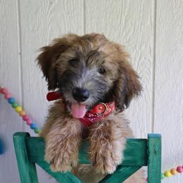 Red - Wheaten male Whoodle puppy in Smallett, Missouri from Leshas Whoodles