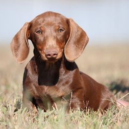 Poppy (Ms Head) - Chocolate and tan female Dachshund puppy in Red Bud, Illinois from Midwest Miniature Dachshunds