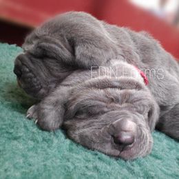 Neapolitan Mastiff Puppies from EDIN Farms Neos