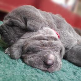 Neapolitan Mastiff Puppies from EDIN Farms Neos