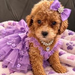 Honey - Red  female Goldendoodle puppy in Cumberland, Rhode Island from minigoldendoodlesofRI