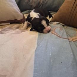 Boy 4 - Black white and tan male English Springer Spaniel puppy in Socorro, New Mexico from Huntin' Buddies