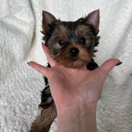 Athena - Blue and gold female Yorkshire Terrier puppy in Kendallville, Indiana from Yorkies Kisses/Rusalka Siren Song