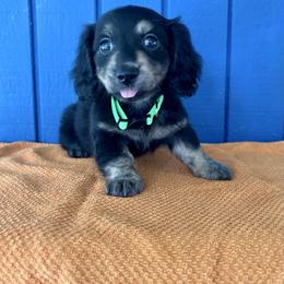 Mr. Green collar. AKC - Black and cream male Dachshund puppy in Willow Springs, Missouri from Krazy Acre Farm