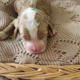 Arthur - Green collar boy - Red  male Goldendoodle puppy in Ruthorfordton, North Carolina from Duncan Doodles Goldendoodles