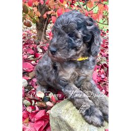 Goldendoodle Puppies from Ohio Down Home Doodles