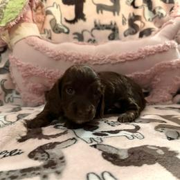 Female- solid chocolate white tip toes - Chocolate female Dachshund puppy in Mt. Pleasant, Texas from The Spotted Doxie