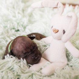 American Hairless Terrier and Anatolian Shepherd Dog Puppies from Wilsong AHT