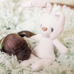 American Hairless Terrier and Anatolian Shepherd Dog Puppies from Wilsong AHT