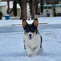 American Corgis and Japanese Akitainus from Tripple Fam