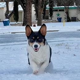 American Corgis and Japanese Akitainus from Tripple Fam