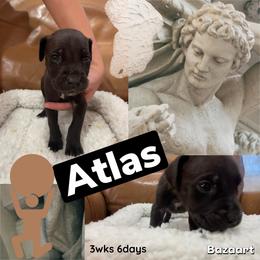 Atlas - Black male Cane Corso puppy in San Isidro, Texas from MTZCC Ranch, LLC
