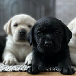 Labrador Retrievers from Central Montana Gun Dogs
