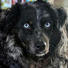 L.E. - Australian Shepherd