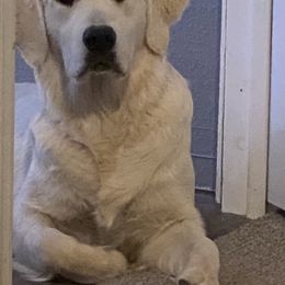 Golden Retriever Puppies from Dani’s Dawgs