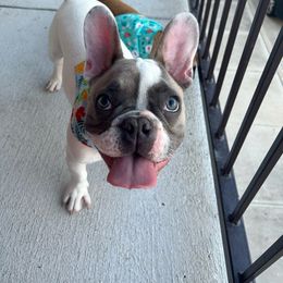 Winston - French Bulldog