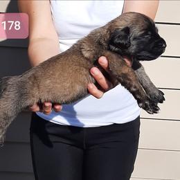 AKC PUP 178 - Fawn female Mastiff puppy in Ava, Missouri from Ozark Mountain Mastiffs