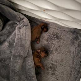 Clover - Belge female Brussels Griffon puppy in Manteca, California from Middletown Dreams