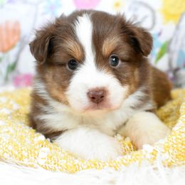 Miniature Australian Shepherd and Toy Australian Shepherd Puppies from Magnolia Hills Farm