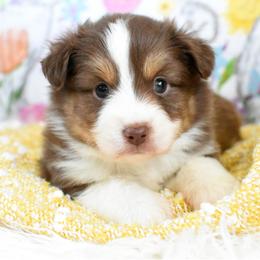 Miniature Australian Shepherd and Toy Australian Shepherd Puppies from Magnolia Hills Farm