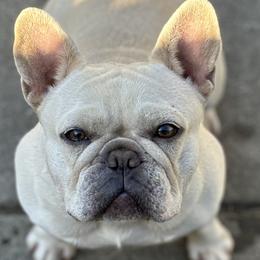 French Bulldogs from Muddy Creek Frenchies