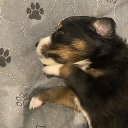 Australian Shepherd Puppies from Sydney’s Sweethearts