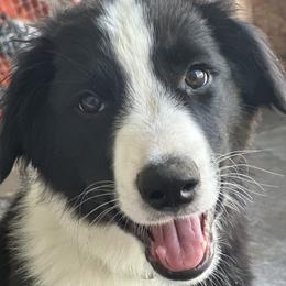 English Shepherd Puppies from Organic Heritage English Shepherds