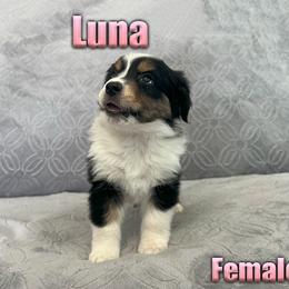 Miniature American Shepherd and Miniature Australian Shepherd Puppies from Regal Miniature American Shepherds | Regal Miniature Australian Shepherds