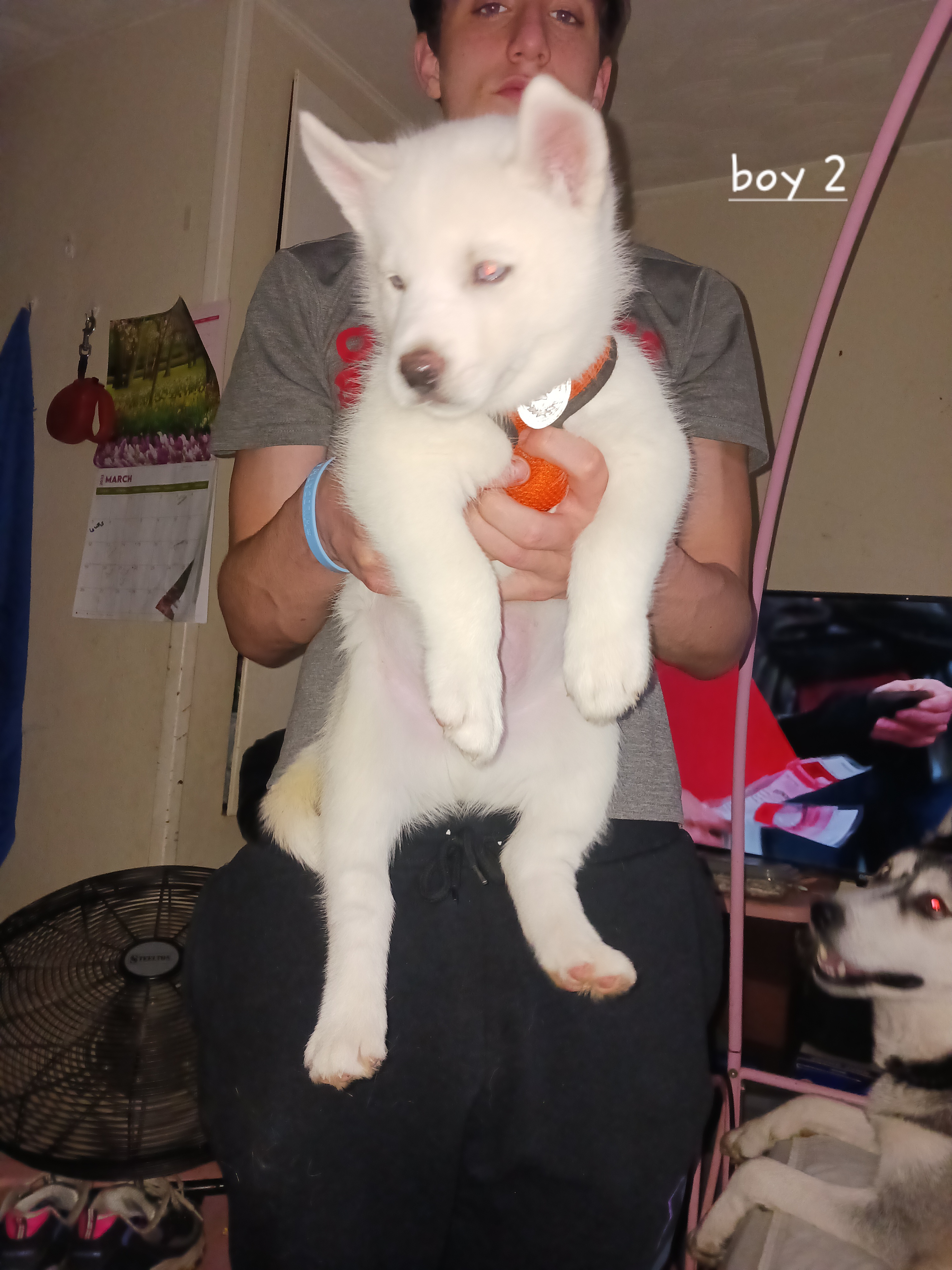 Siberian Huskies from Dawn's Siberian Huskies