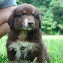 Rabbit-1200-ready to go - Red tri-color male Australian Shepherd puppy in Star City, Arkansas from Blush & Lace Aussie Co.