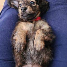 Dachshund Puppies from Queen City Dachshunds